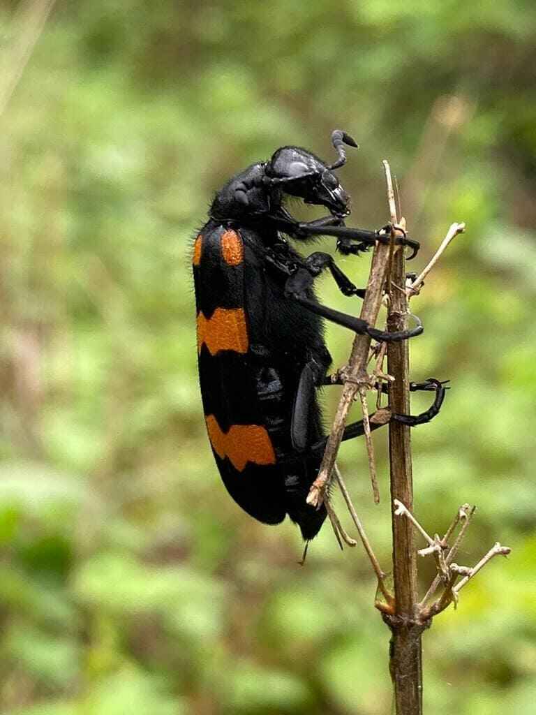 Blister Beetle